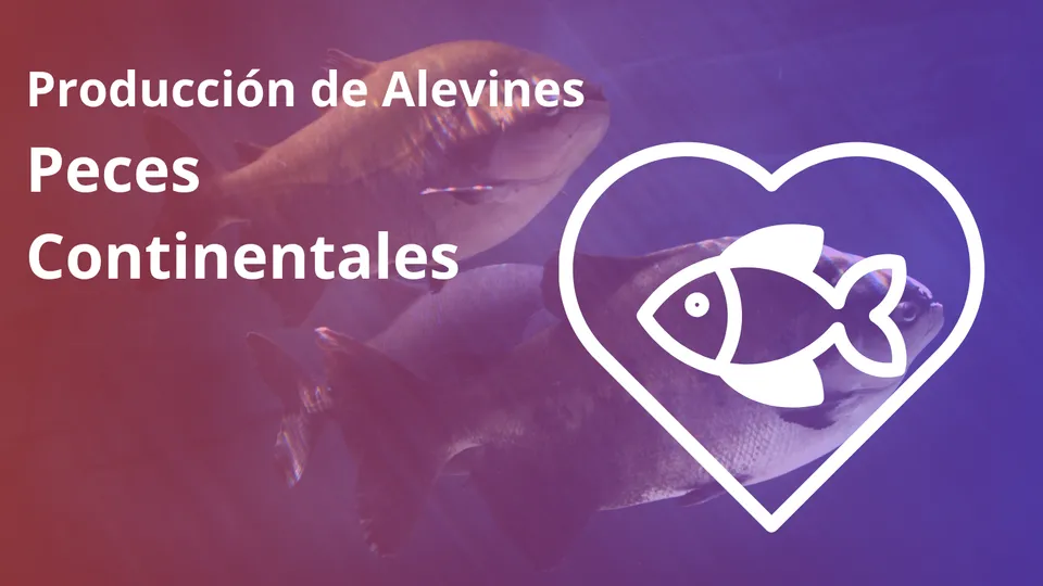 Produccion de alevines en peces continentales