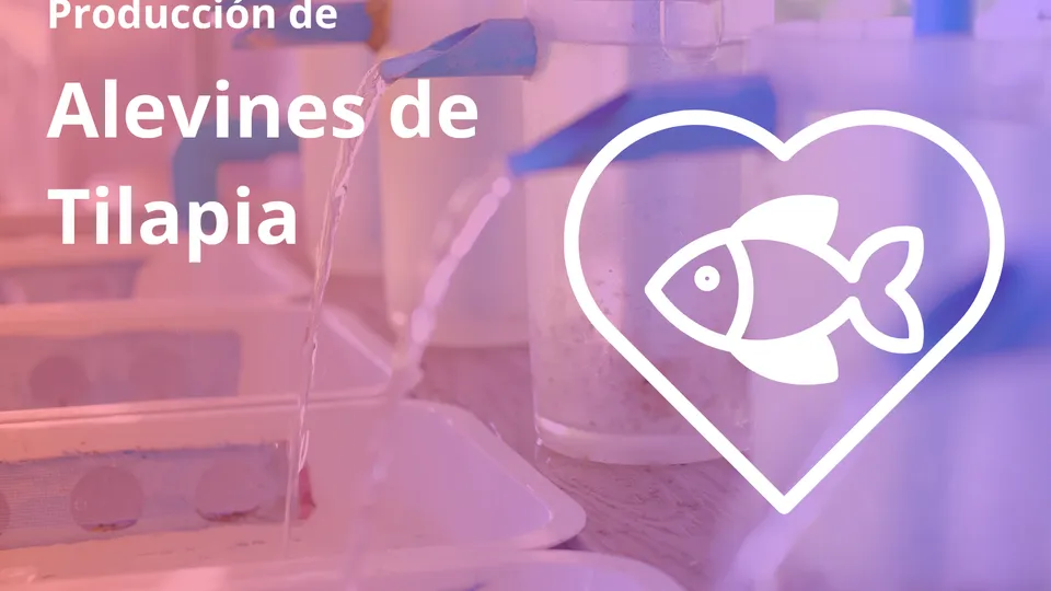 Produccion de Alevines de Tilapia con Interes Comercial