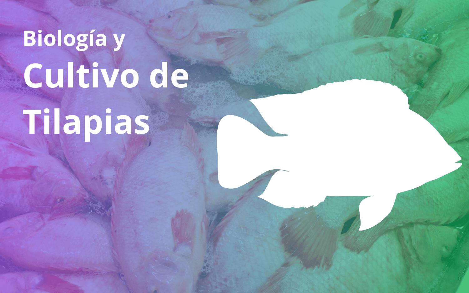 Biología y cultivo de la tilapia