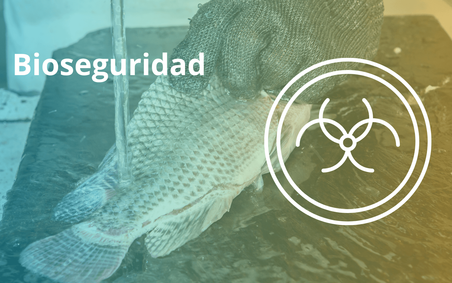 Bioseguridad en la acuicultura